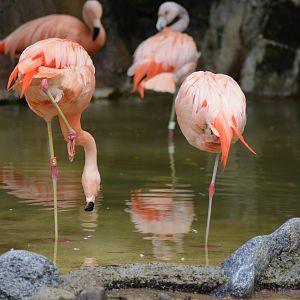 Chilean Flamingos