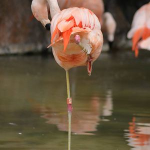 Chilean Flamingos