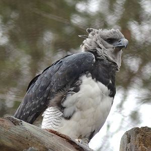 Harpy Eagle