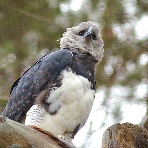 Harpy Eagle