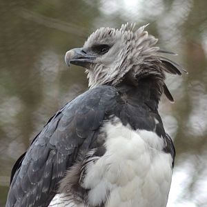 Harpy Eagle