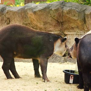 Central American Tapirs