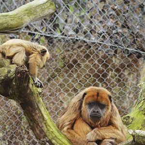 Black Howler Monkeys