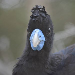 Blue-billed Curassow