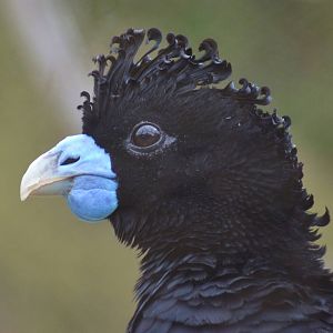 Blue-billed Curassow