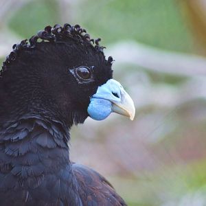 Blue-billed Curassow
