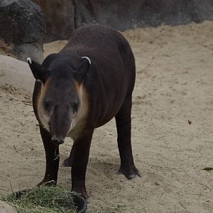 Central American Tapir