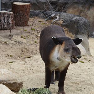 Central American Tapir