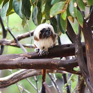 Cotton-top Tamarin