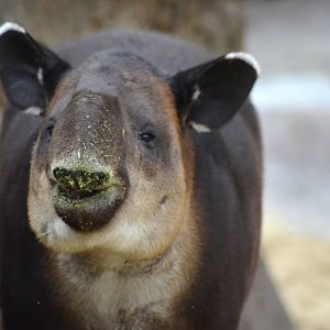 Central American Tapir