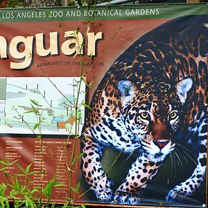 Future Jaguar Habitat Banner