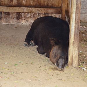 Mountain Tapir