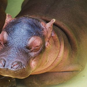 Baby Hippo