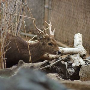 Calamian Deer