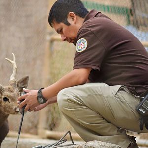 Calamian Deer and Keeper