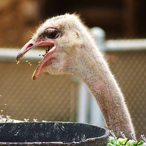 Ostrich