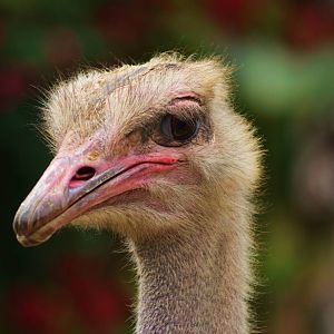 Ostrich