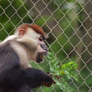 Red-crowned Mangabey