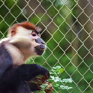 Red-crowned Mangabey
