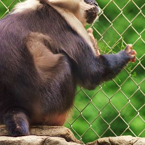 Red-crowned Mangabey