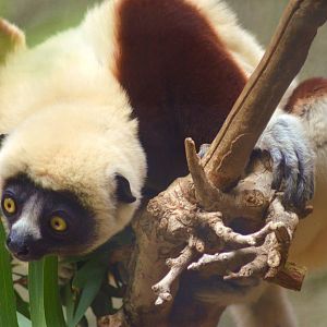 Coquerels Sifaka