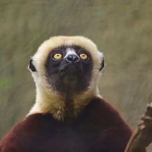 Coquerels Sifaka