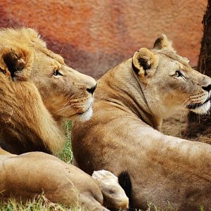 African Lions
