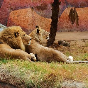 African Lions