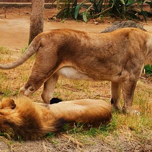 African Lions