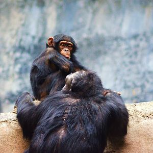 Chimpanzees