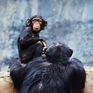 Chimpanzees