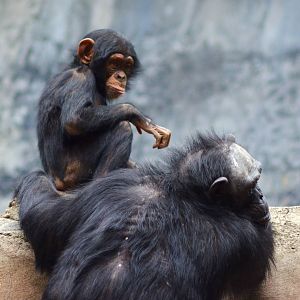 Chimpanzees