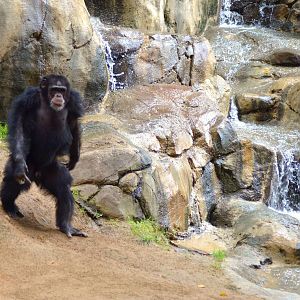 Chimpanzee - Bigfoot Style