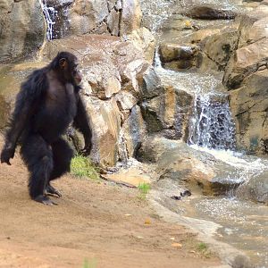 Chimpanzee - Bigfoot Style