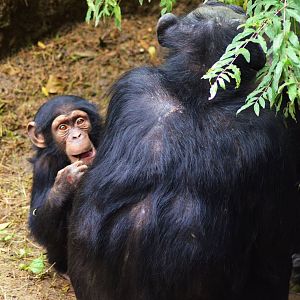 Chimpanzees