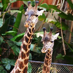 Masai Giraffes