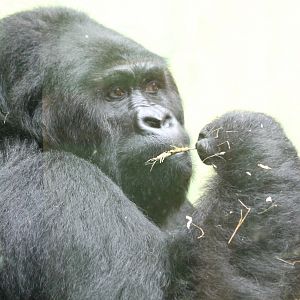 Eastern lowland gorilla