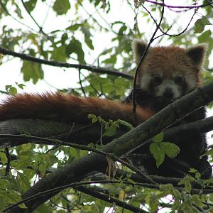 Red panda