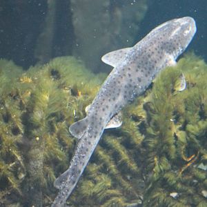 Small-spotted catshark