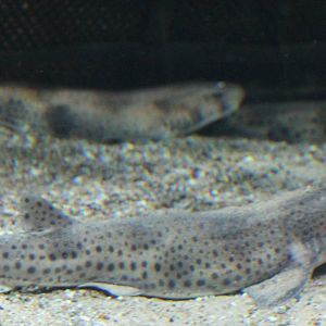 Small-spotted catsharks