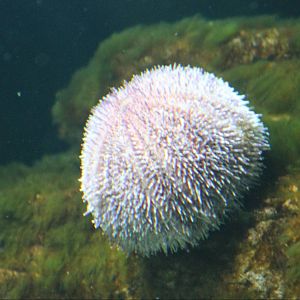 Sea urchin species