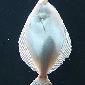 Plaice