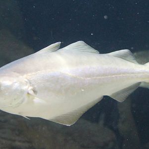 Atlantic cod