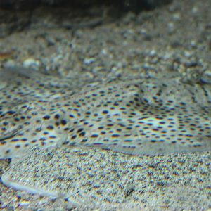 Thorn-back ray and plaice