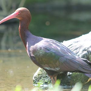 Puna ibis