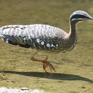 Sunbittern