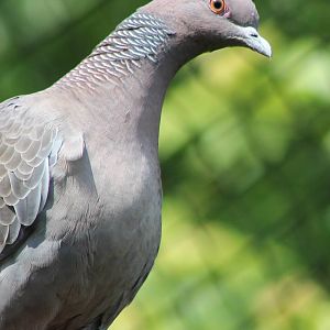 Picazuro pigeon