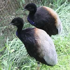 Grey-winged trumpeters