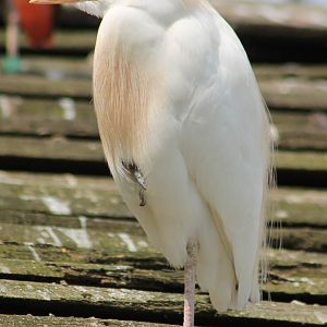 Cattle egret