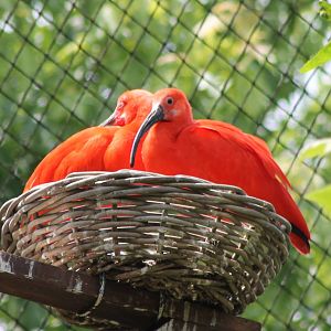 Scarlet ibisses at the nest